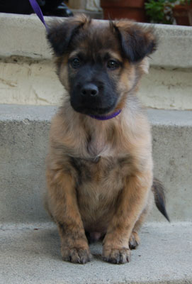 Sparky von Henley sitting